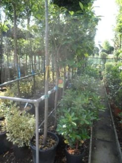 Kaki (Diospyros Kaki) -Green Roots Exporteren Winkel diospyros kaki halfstam 12 14 2