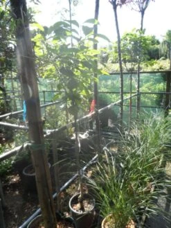 Kaki (Diospyros Kaki) -Green Roots Exporteren Winkel diospyros kaki halfstam 5 6 8 c10 2