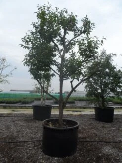 Kaki (Diospyros Kaki) -Green Roots Exporteren Winkel diospyros kaki muscat solitair