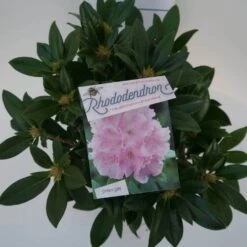 Dwergrhododendron (Rhododendron 'Dreamland') -Green Roots Exporteren Winkel dreamland c4 boven