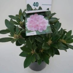 Dwergrhododendron (Rhododendron 'Dreamland') -Green Roots Exporteren Winkel dreamland c4 zij