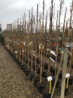 Witte Druif (Vitis Vinifera 'Italia') -Green Roots Exporteren Winkel druif