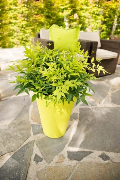 Hemelse Bamboe (Nandina Domestica 'Lemon And Lime') 4 Hemelse Bamboe (Nandina Domestica 'Lemon And Lime') - Afbeelding 4