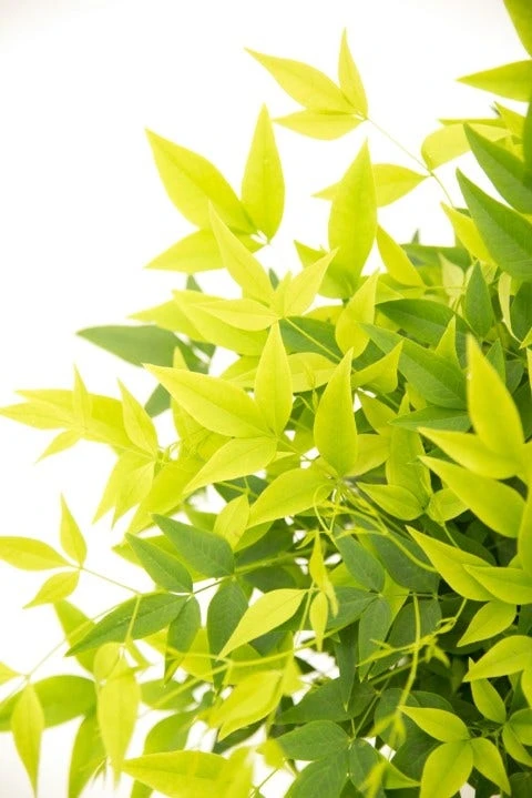 Hemelse Bamboe (Nandina Domestica 'Lemon And Lime') 1 Hemelse Bamboe (Nandina Domestica 'Lemon And Lime')