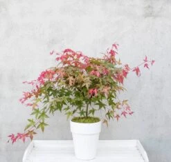 Japanse Esdoorn (Acer Palmatum 'Beni-maiko') -Green Roots Exporteren Winkel dsc 8150benimaiko