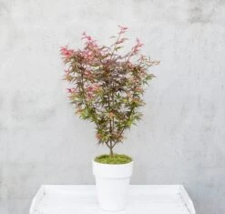 Japanse Esdoorn (Acer Palmatum 'Shaina') -Green Roots Exporteren Winkel dsc 8156