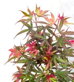 Japanse Esdoorn (Acer Palmatum 'Shaina') -Green Roots Exporteren Winkel dsc 8195