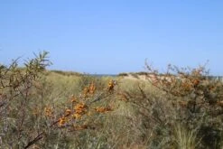 Duindoorn (Hippophae Rhamnoides) -Green Roots Exporteren Winkel duindoorn 1 1
