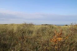 Duindoorn (Hippophae Rhamnoides) -Green Roots Exporteren Winkel duindoorn 2