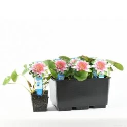 Waterlelie (Nymphaea 'Attraction') 10 Waterlelie (Nymphaea 'Attraction') -Green Roots Exporteren Winkel e 11800 p11w nymphaea attraction tb