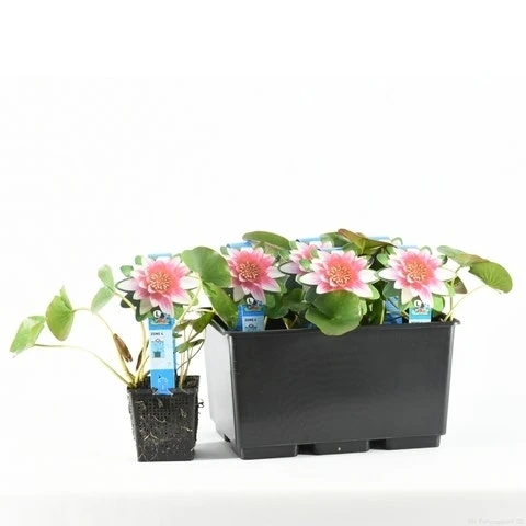 Waterlelie (Nymphaea 'Attraction') 5 Waterlelie (Nymphaea 'Attraction') - Afbeelding 5