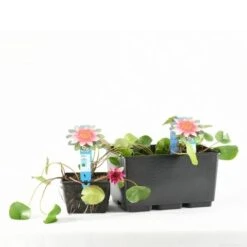 Waterlelie (Nymphaea 'Laydekeri Lilacea') -Green Roots Exporteren Winkel e 11970 p11w nymphaea laydekeri lilacea tb