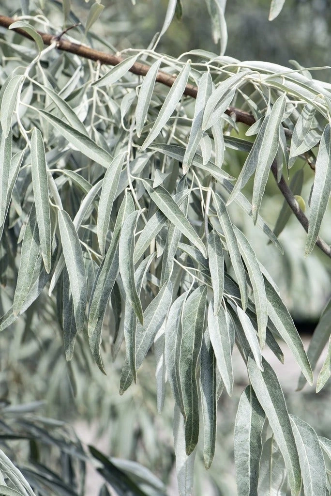 Smalbladige Olijfwilg Als Boom (Elaeagnus Angustifolia) 3 Smalbladige Olijfwilg Als Boom (Elaeagnus Angustifolia) - Afbeelding 3