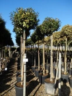 Olijfwilg Als Boom (Elaeagnus Ebbingei) -Green Roots Exporteren Winkel elaeagnus ebbingei 10 12 2