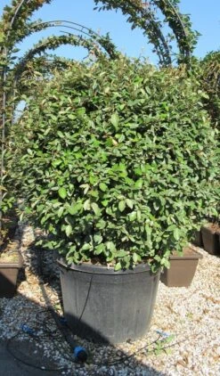 Olijfwilg Als Bol (Elaeagnus Ebbingei 'Compacta') 22 Olijfwilg Als Bol (Elaeagnus Ebbingei 'Compacta') -Green Roots Exporteren Winkel elaeagnus ebbingei 100 110 bol