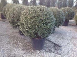 Olijfwilg Als Bol (Elaeagnus Ebbingei 'Compacta') 20 Olijfwilg Als Bol (Elaeagnus Ebbingei 'Compacta') -Green Roots Exporteren Winkel elaeagnus ebbingei 100 110cm bol