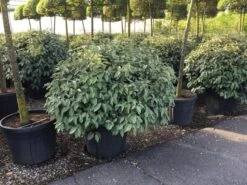 Olijfwilg Als Bol (Elaeagnus Ebbingei 'Compacta') -Green Roots Exporteren Winkel elaeagnus ebbingei 100cm bol 1