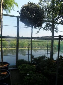 Olijfwilg Als Boom (Elaeagnus Ebbingei) -Green Roots Exporteren Winkel elaeagnus ebbingei 12 14ho cont