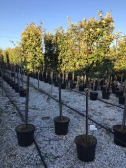 Olijfwilg Halfstam Als Leiboom (Elaeagnus Ebbingei)