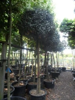 Olijfwilg Op Stam (Elaeagnus Ebbingei) -Green Roots Exporteren Winkel elaeagnus ebbingei 14 16 18ho c130