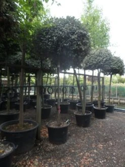 Olijfwilg Als Boom (Elaeagnus Ebbingei) -Green Roots Exporteren Winkel elaeagnus ebbingei 14 16 18ho c130 2