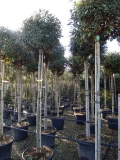 Olijfwilg Als Boom (Elaeagnus Ebbingei) -Green Roots Exporteren Winkel elaeagnus ebbingei 8 10