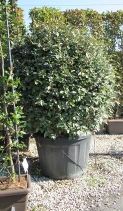 Olijfwilg Als Bol (Elaeagnus Ebbingei 'Compacta') 27 Olijfwilg Als Bol (Elaeagnus Ebbingei 'Compacta') -Green Roots Exporteren Winkel elaeagnus ebbingei bol