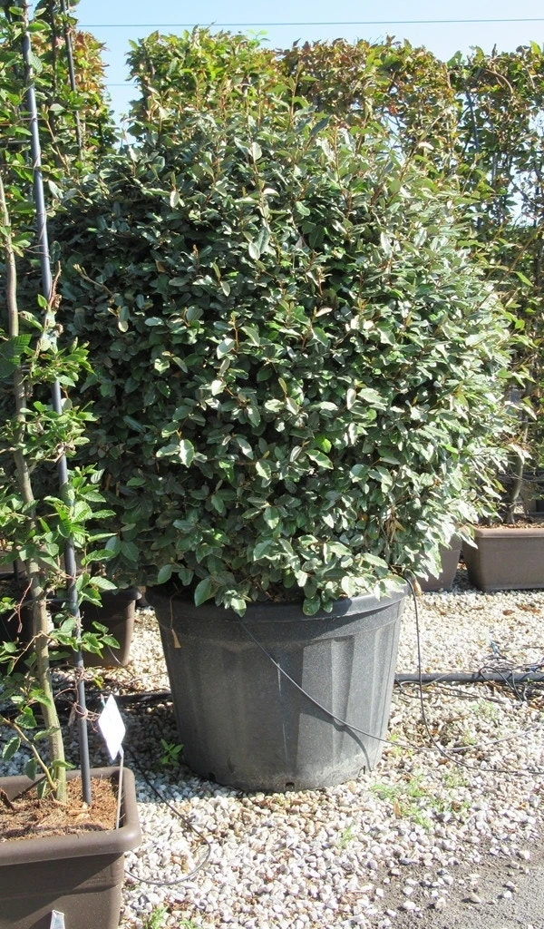 Olijfwilg Als Bol (Elaeagnus Ebbingei 'Compacta') 13 Olijfwilg Als Bol (Elaeagnus Ebbingei 'Compacta') - Afbeelding 13