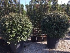 Olijfwilg Als Bol (Elaeagnus Ebbingei 'Compacta') -Green Roots Exporteren Winkel elaeagnus ebbingei bol 100 110 1
