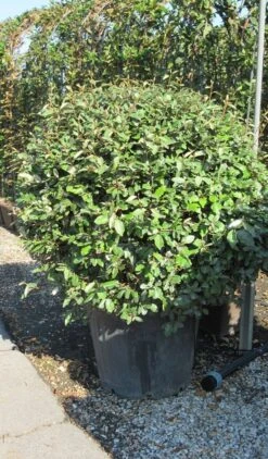Olijfwilg Als Bol (Elaeagnus Ebbingei 'Compacta') -Green Roots Exporteren Winkel elaeagnus ebbingei bol 3 1