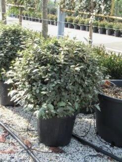 Olijfwilg Als Bol (Elaeagnus Ebbingei 'Compacta') 26 Olijfwilg Als Bol (Elaeagnus Ebbingei 'Compacta') -Green Roots Exporteren Winkel elaeagnus ebbingei bol 70 cm