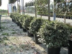 Olijfwilg Als Bol (Elaeagnus Ebbingei 'Compacta') 25 Olijfwilg Als Bol (Elaeagnus Ebbingei 'Compacta') -Green Roots Exporteren Winkel elaeagnus ebbingei bol 70 cm 2