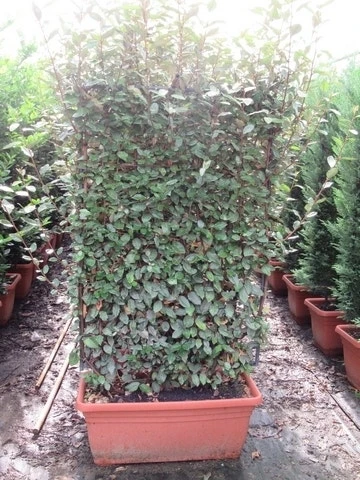 Olijfwilg Als Leivorm (Elaeagnus Ebbingei 'Compacta') 1 Olijfwilg Als Leivorm (Elaeagnus Ebbingei 'Compacta')