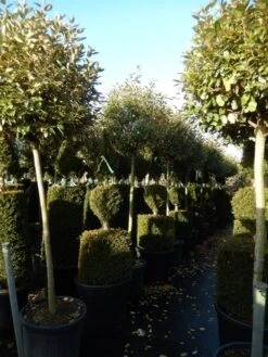 Olijfwilg Op Stam (Elaeagnus Ebbingei) -Green Roots Exporteren Winkel elaeagnus ebbingei halfstam 1
