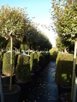 Olijfwilg Op Stam (Elaeagnus Ebbingei) -Green Roots Exporteren Winkel elaeagnus ebbingei halfstam 2 1