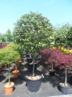 Olijfwilg Als Boom (Elaeagnus Ebbingei) -Green Roots Exporteren Winkel elaeagnus ebbingei halfstam c70 extra