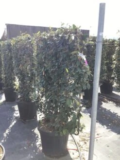 Olijfwilg Als Leivorm (Elaeagnus Ebbingei) -Green Roots Exporteren Winkel elaeagnus ebbingei leivorm c45 1