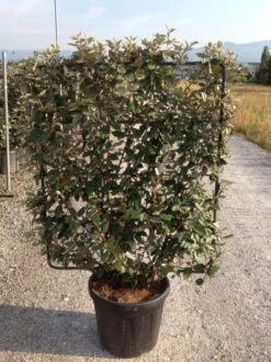 Olijfwilg Als Leivorm (Elaeagnus Ebbingei) -Green Roots Exporteren Winkel elaeagnus ebbingei leivorm c45 1 1