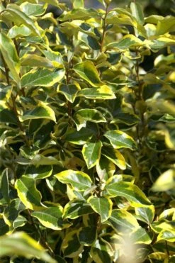Bontbladige Olijfwilg Als Boom (Elaeagnus Ebbingei 'Gilt Edge') -Green Roots Exporteren Winkel elaeagnusgiltedgev01