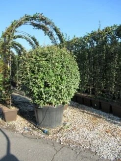 Olijfwilg Als Bol (Elaeagnus Ebbingei 'Compacta') 29 Olijfwilg Als Bol (Elaeagnus Ebbingei 'Compacta') -Green Roots Exporteren Winkel eleagnus ebbingei bol 110 cm