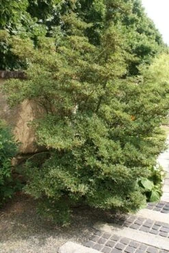 Pronkklokje (Enkianthus Campanulatus) -Green Roots Exporteren Winkel enkianthus campanulatus 1