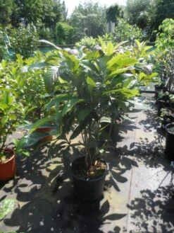 Japanse Mispel Als Boom (Eriobotrya Japonica) -Green Roots Exporteren Winkel eriobotrya japonica 80 100 125 c35