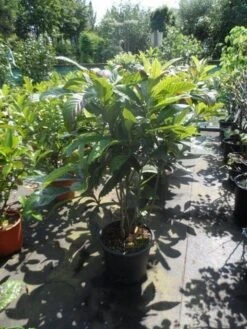 Japanse Mispel (Eriobotrya Japonica) 7 Japanse Mispel (Eriobotrya Japonica) -Green Roots Exporteren Winkel eriobotrya japonica 80 100 125 c35 1