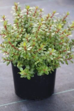 Escallonia (Escallonia 'Red Dream') -Green Roots Exporteren Winkel escallonia red dream 1