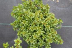 Escallonia (Escallonia 'Red Dream') -Green Roots Exporteren Winkel escallonia red dream 2