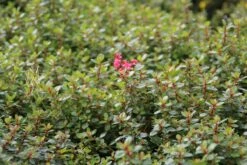 Escallonia (Escallonia 'Red Dream') -Green Roots Exporteren Winkel escallonia red dream 3