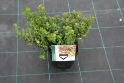 Escallonia (Escallonia 'Red Dream') -Green Roots Exporteren Winkel escallonia red dream 6