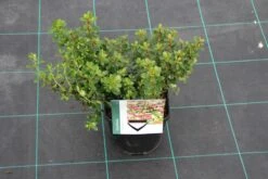 Escallonia (Escallonia 'Red Dream') -Green Roots Exporteren Winkel escallonia red dream 7