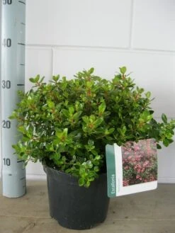 Escallonia (Escallonia 'Red Dream') -Green Roots Exporteren Winkel escallonia red dream c3 21 07 2015