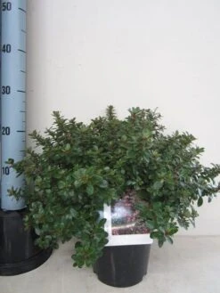 Escallonia (Escallonia 'Red Dream') -Green Roots Exporteren Winkel escallonia red dream c3 november